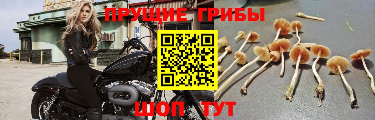 Шатура  Галлюциногенные грибы MAGIC MUSHROOMS  Вход с VPN 
